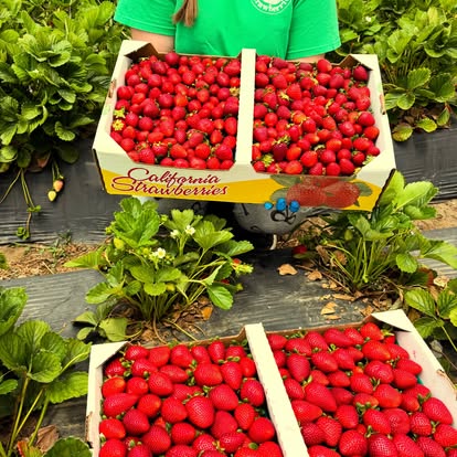 Ripe red strawberries freshly harvested
